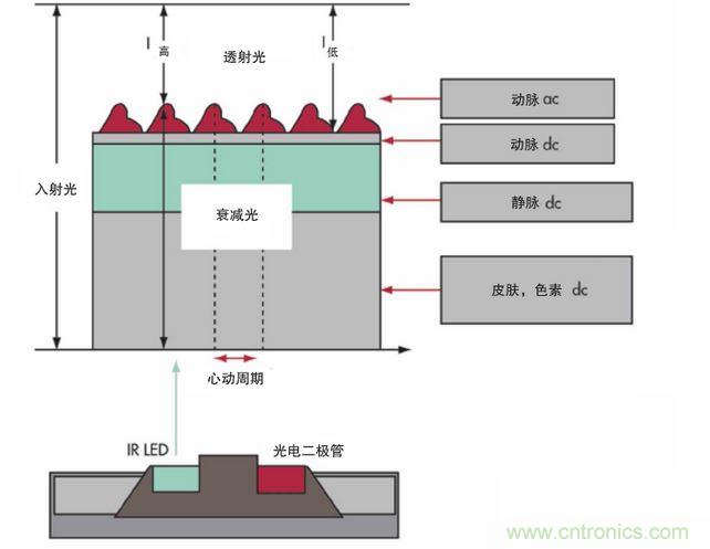 可以用發光二極管 （LED） 來照亮皮膚，然后測量反射到一個光電二極管的光量來監測每個心動周期