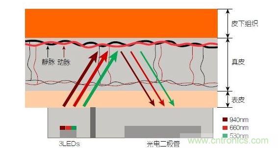 反射光脈搏測(cè)量原理。傳感器發(fā)出的光透過皮膚和組織，一部分被吸收，一部分被反射回檢測(cè)器。因?yàn)閯?dòng)脈中的血流量隨心臟的每次跳動(dòng)會(huì)有所變化，因此光線被吸收的量以及檢測(cè)器收到的信號(hào)強(qiáng)度也會(huì)隨之發(fā)生改變。綠光可以在手腕處提供最佳結(jié)果，而紅光和紅外光一般用于手指測(cè)量。 8