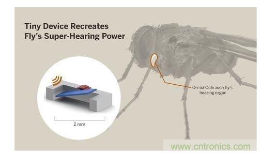 顯示研究人員們經由這種寄生蠅的聲音處理機制啟發，開發出一款低功耗的麥克風組件。