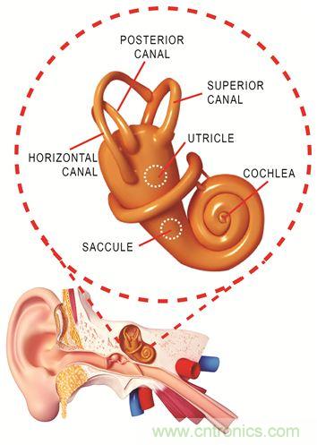 圖1. 人體平衡和聽力是內耳中復雜平衡器官的一部分。