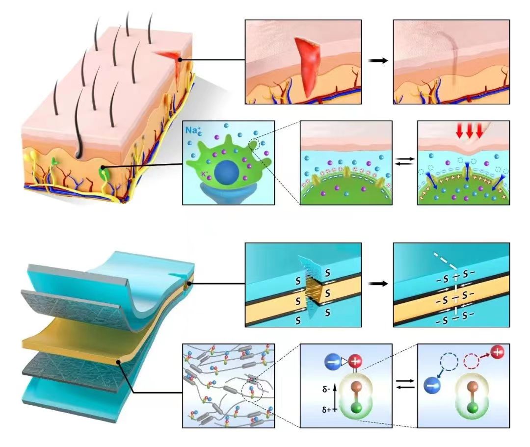 模擬人體離子傳輸機制 仿生皮膚可進行自我愈合